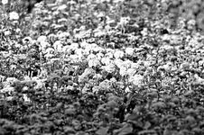 Foto in bianco e nero